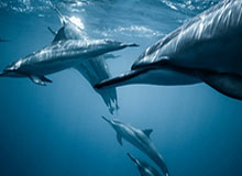 开云APP-苏翊鸣将担任米兰冬奥会闭幕式中国代表团旗手